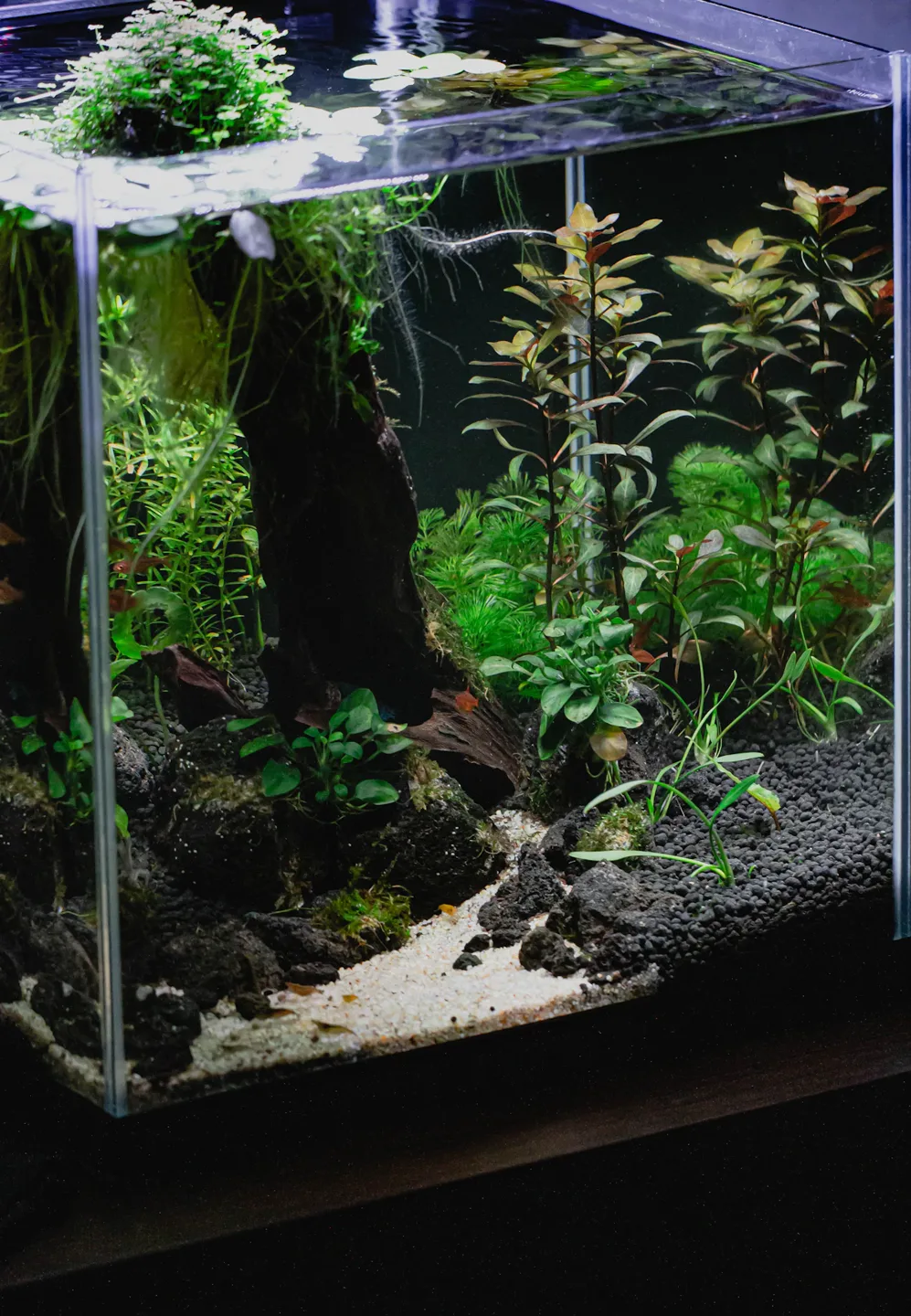 A peaceful aquarium filled with fish and aquatic plants