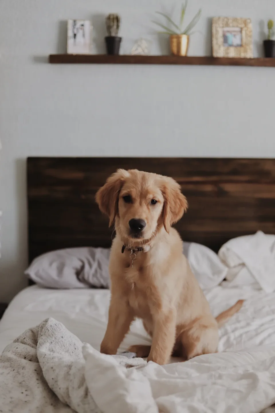 dogs in an everyday environment