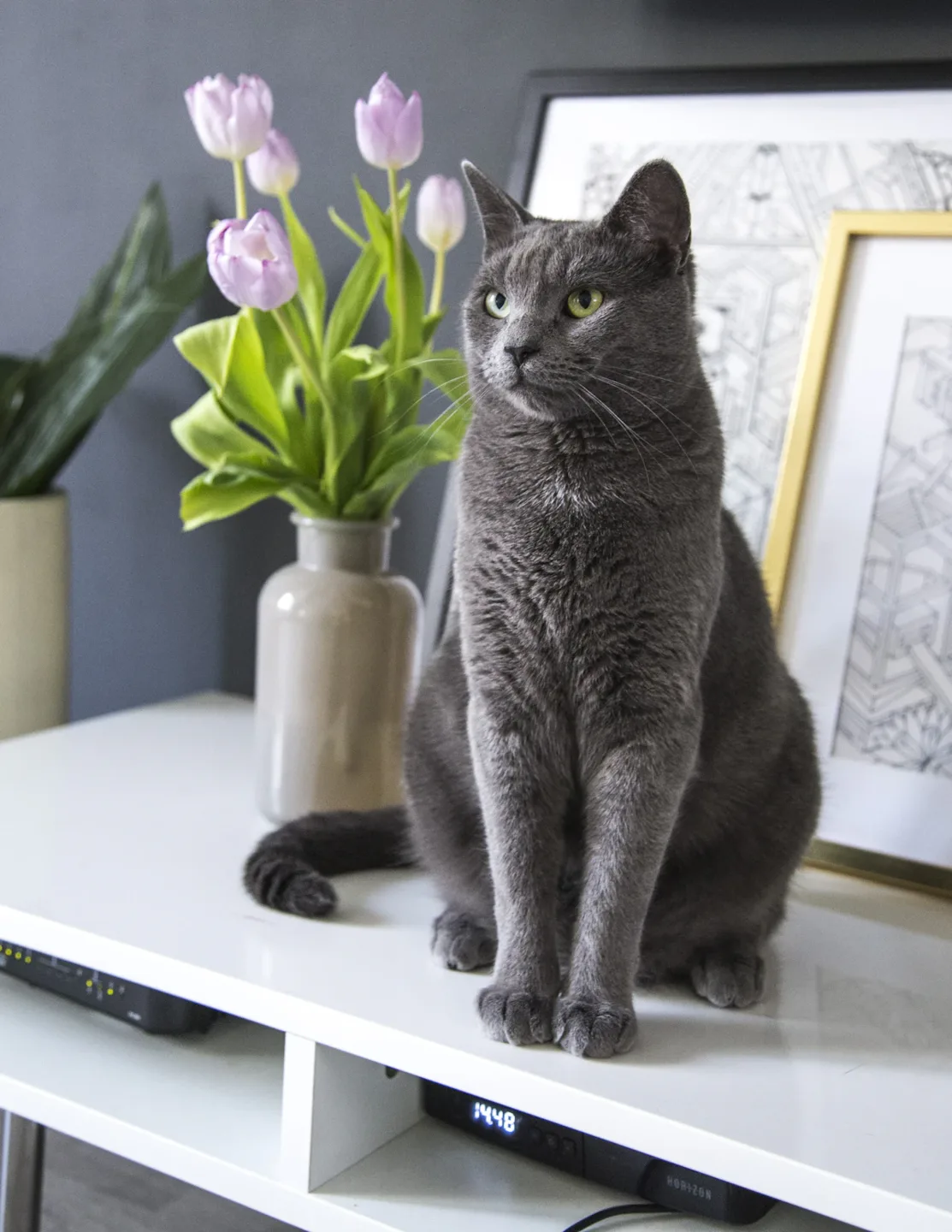 cats in an everyday environment